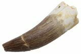 Fossil Plesiosaur (Zarafasaura) Tooth - Morocco #224429-1
